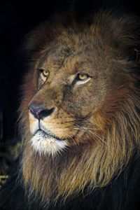 Preview wallpaper lion, animal, predator, king of beasts, head, glance