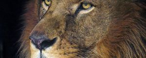 Preview wallpaper lion, animal, predator, king of beasts, head, glance