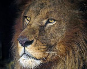 Preview wallpaper lion, animal, predator, king of beasts, head, glance