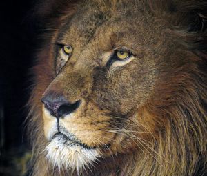 Preview wallpaper lion, animal, predator, king of beasts, head, glance