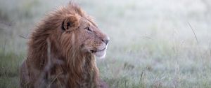 Preview wallpaper lion, animal, predator, king of beasts, wildlife