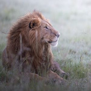 Preview wallpaper lion, animal, predator, king of beasts, wildlife