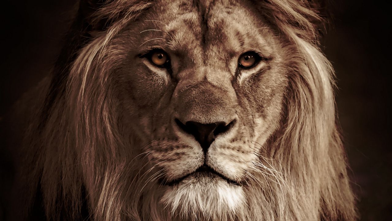 Wallpaper lion, animal, predator, big cat