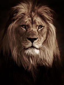 Preview wallpaper lion, animal, predator, big cat