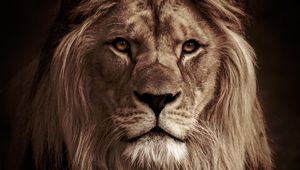 Preview wallpaper lion, animal, predator, big cat