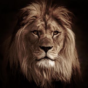 Preview wallpaper lion, animal, predator, big cat
