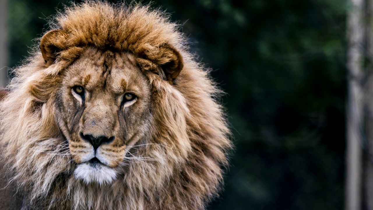 Wallpaper lion, animal, predator, big cat, wildlife