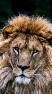Preview wallpaper lion, animal, predator, big cat, wildlife
