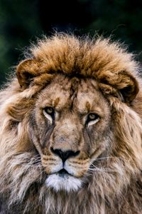 Preview wallpaper lion, animal, predator, big cat, wildlife