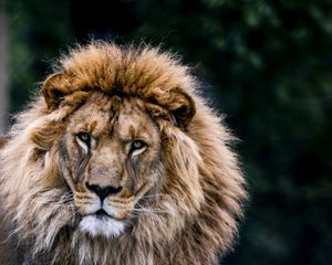Preview wallpaper lion, animal, predator, big cat, wildlife