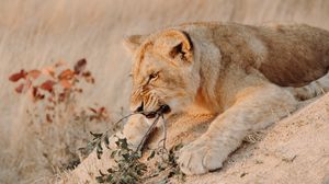 Preview wallpaper lion, animal, predator, big cat, branch, wildlife