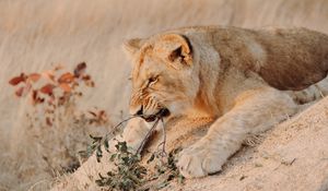 Preview wallpaper lion, animal, predator, big cat, branch, wildlife
