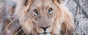 Preview wallpaper lion, animal, predator, wildlife, branches