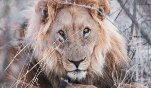 Preview wallpaper lion, animal, predator, wildlife, branches