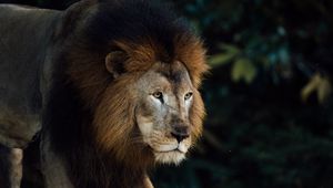 Preview wallpaper lion, animal, predator, king of beasts, mane, brown