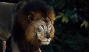 Preview wallpaper lion, animal, predator, king of beasts, mane, brown