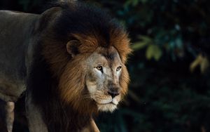 Preview wallpaper lion, animal, predator, king of beasts, mane, brown