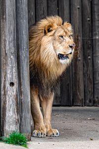 Preview wallpaper lion, animal, predator, king of beasts