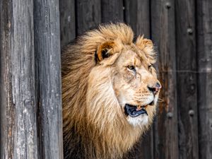 Preview wallpaper lion, animal, predator, king of beasts