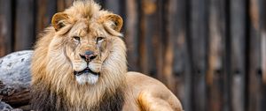 Preview wallpaper lion, animal, predator, glance, big cat