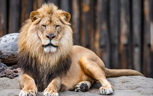 Preview wallpaper lion, animal, predator, glance, big cat