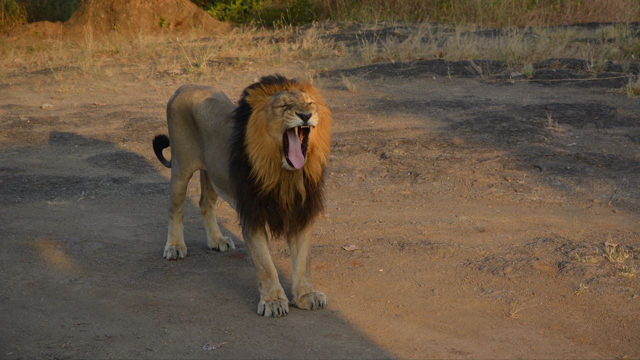 Wallpaper lion, animal, predator, yawn, protruding tongue, savannah