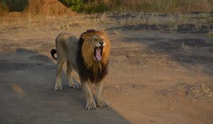 Preview wallpaper lion, animal, predator, yawn, protruding tongue, savannah