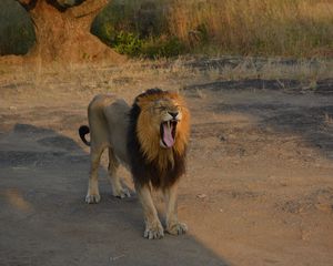 Preview wallpaper lion, animal, predator, yawn, protruding tongue, savannah