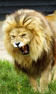 Preview wallpaper lion, animal, predator, roar, big cat