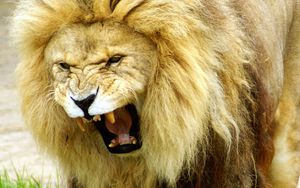 Preview wallpaper lion, animal, predator, roar, big cat