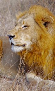 Preview wallpaper lion, animal, predator, mane, big cat