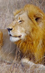Preview wallpaper lion, animal, predator, mane, big cat