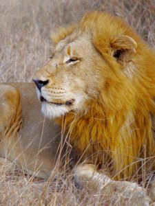 Preview wallpaper lion, animal, predator, mane, big cat