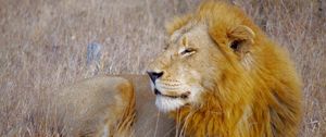 Preview wallpaper lion, animal, predator, mane, big cat