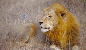 Preview wallpaper lion, animal, predator, mane, big cat