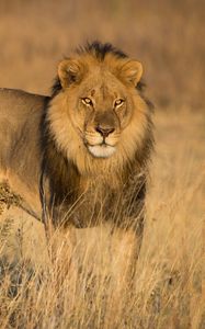 Preview wallpaper lion, animal, predator, glance, mane, wildlife