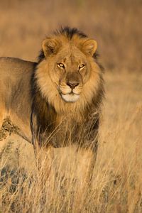 Preview wallpaper lion, animal, predator, glance, mane, wildlife