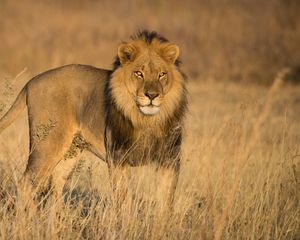 Preview wallpaper lion, animal, predator, glance, mane, wildlife