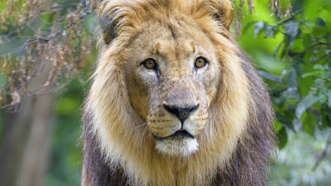 Wallpaper lion, animal, predator, mane, glance, big cat