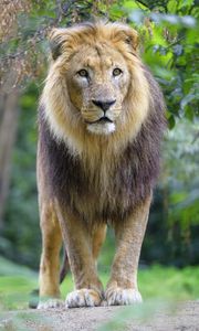 Preview wallpaper lion, animal, predator, mane, glance, big cat