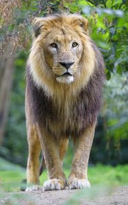 Preview wallpaper lion, animal, predator, mane, glance, big cat