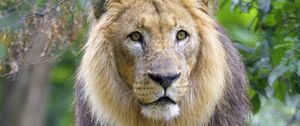 Preview wallpaper lion, animal, predator, mane, glance, big cat