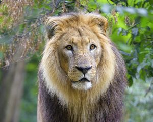 Preview wallpaper lion, animal, predator, mane, glance, big cat