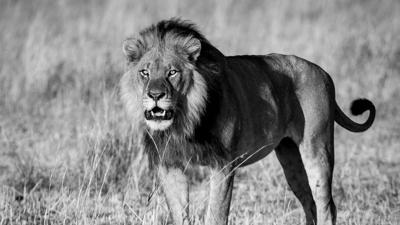 Wallpaper lion, animal, predator, wildlife, black and white