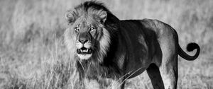 Preview wallpaper lion, animal, predator, wildlife, black and white