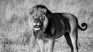 Preview wallpaper lion, animal, predator, wildlife, black and white