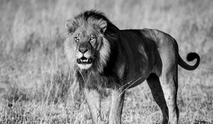 Preview wallpaper lion, animal, predator, wildlife, black and white