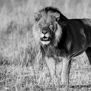 Preview wallpaper lion, animal, predator, wildlife, black and white