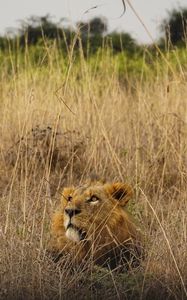 Preview wallpaper lion, animal, predator, grass, wildlife