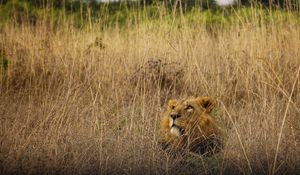 Preview wallpaper lion, animal, predator, grass, wildlife
